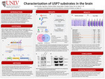 Characterization of USP7 substrates in the brain by Jose Itorralba, Sage Boss, Shahraiz Akbar, Hayley Baker, and Chinglan Chang