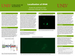 Localization of IPMK by Braden Sio