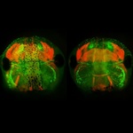 Through the Looking-Glass: Tissue Regeneration in Xenopus Tadpoles by Cindy Kha