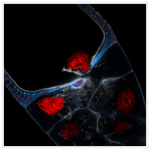 A Scarlet & Grey Perspective of a Developing Drosophila Egg by Travis Parsons