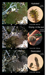 Drying without Dying: Desiccation Tolerance in Desert Mosses by Theresa Clark