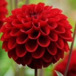The different petals of the Dahlia plant of Mexico signify the different forms of HIV prevention methods that include Pre-Exposure Prophylaxis (PrEP) and Post-Exposure Prophylaxis (antiretroviral). by Philip Danquah