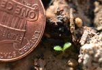 Seeds of Success: Photographing The Birth of Flowering Plants by Tiffany Pereira