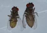 You Look Fly – Population Preference in Drosophila mojavensis by Katrina Pinili